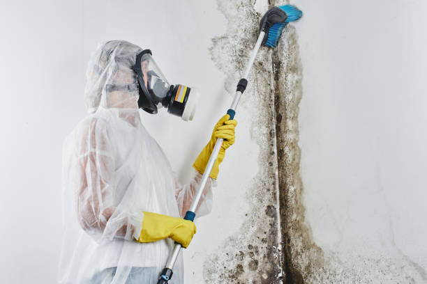 Professional Mold Remediation in Fenton, MO