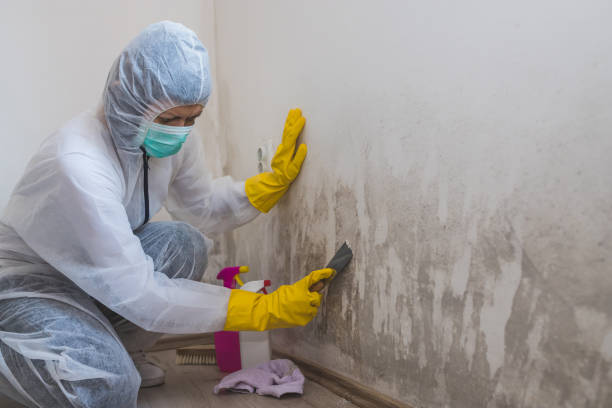 Best White Mold Remediation in Fenton, MO