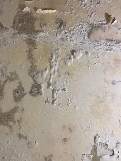 Best Residential Mold Remediation in Fenton, MO